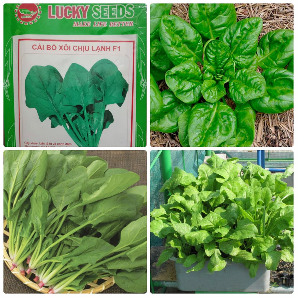 Hạt Giống Rau Cải Bó Xôi Chịu Lạnh F1 LUCKY SEEDS