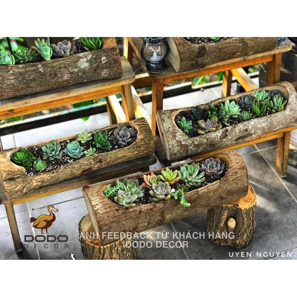 Chậu Khúc Gỗ Tự Nhiên Loại Ngang Dùng Để Trồng Cây, Decor Trang Trí Vintage - Trồng Sen Đá Tiểu Cảnh - Dài 30-40-50 cm