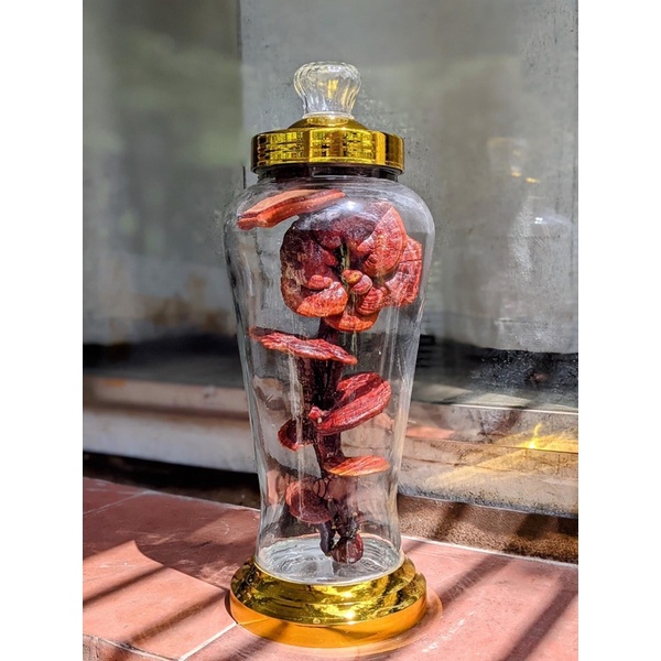 bình nấm linh chi 5l