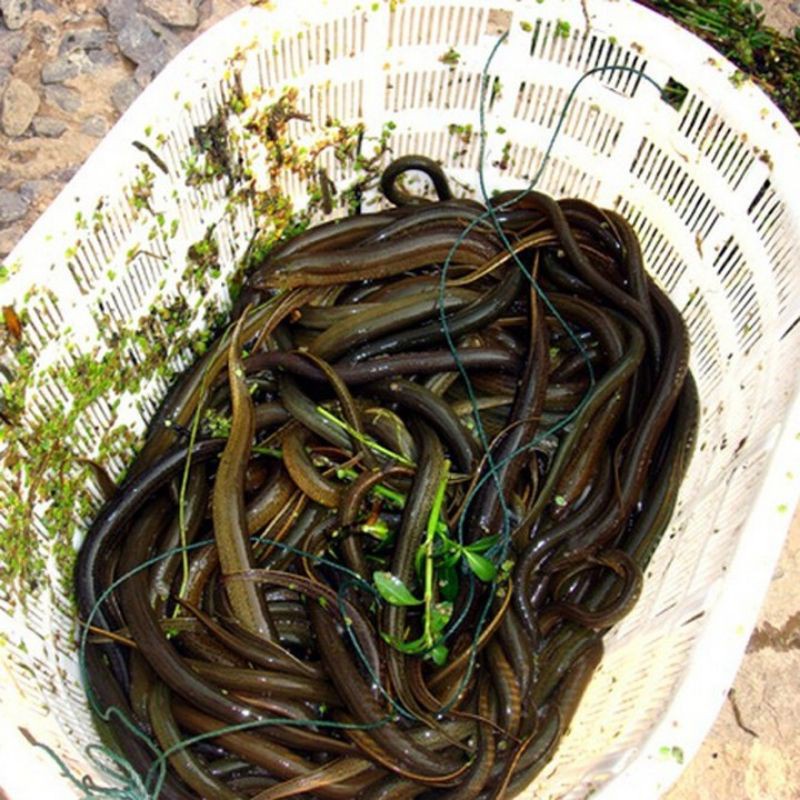 Mồi dụ tôm, cua, lươn, cá siêu nhạy dạng viên gói cực nhạy