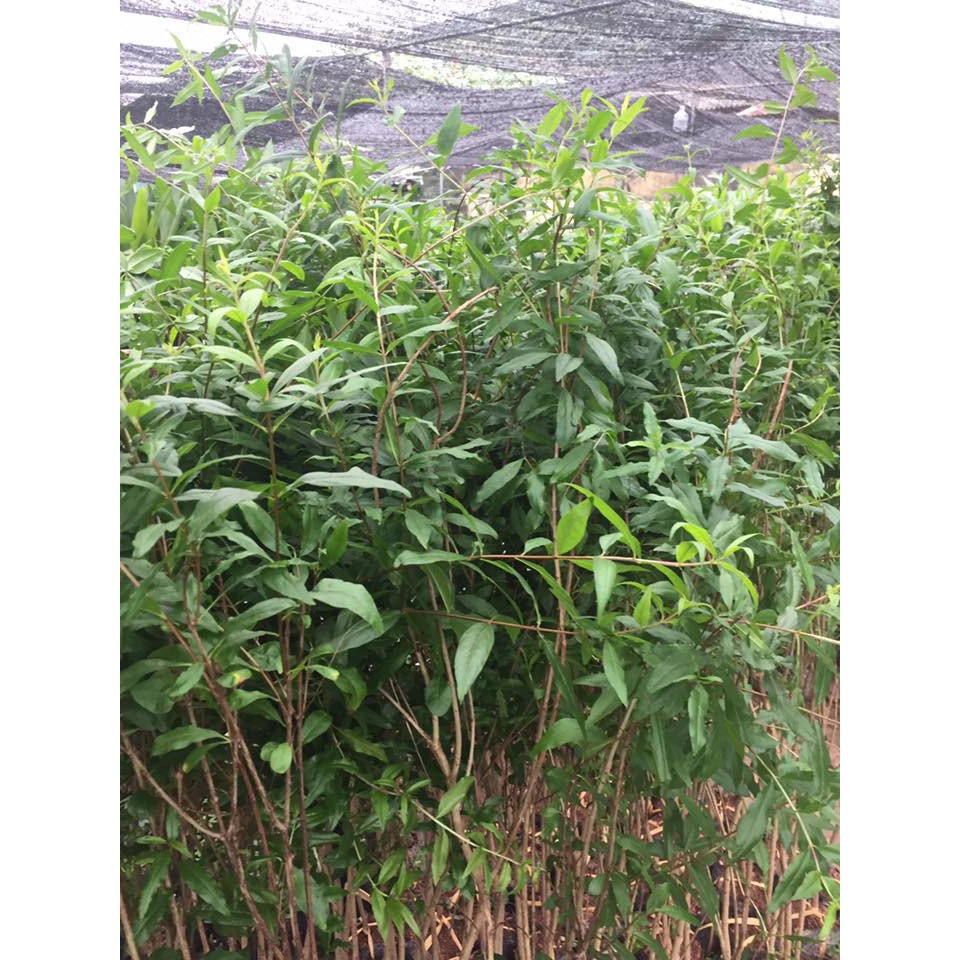 Lựu lùn đỏ Ấn Độ