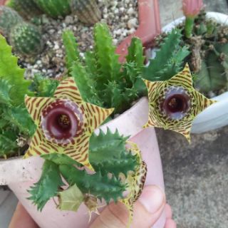 Combo 15 loại sao biển 150k