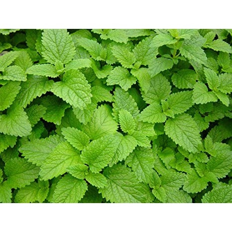 Hạt Giống Bạc Hà Chanh/Lemon Balm (120 Hạt) - Thơm hương chanh và xả, Giảm stress - MUA 3 TẶNG 1 CÙNG LOẠI