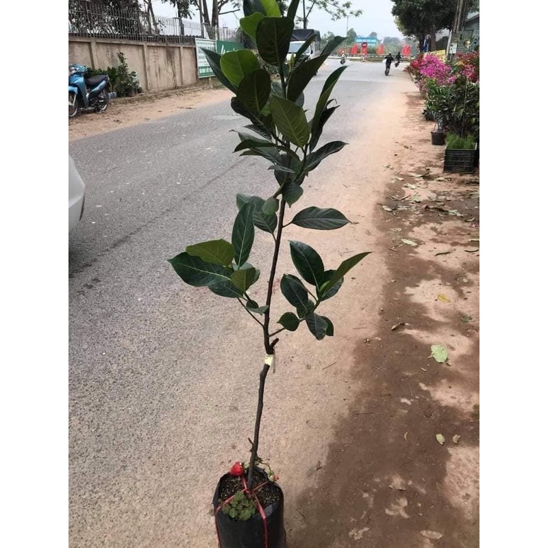 CÂY MÍT KHÔNG HẠT