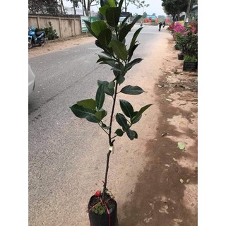 CÂY MÍT KHÔNG HẠT (GHÉP MẮT NHANH CHO QUẢ)