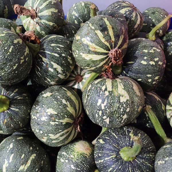 2Gram  Hạt Giống Bí Ngô Da Xanh Siêu Quả  Nhật Bản