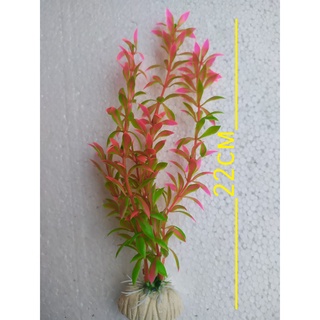 Cây rong cao 22 cm trang trí hồ cá, bể cá-hòn non bộ,..