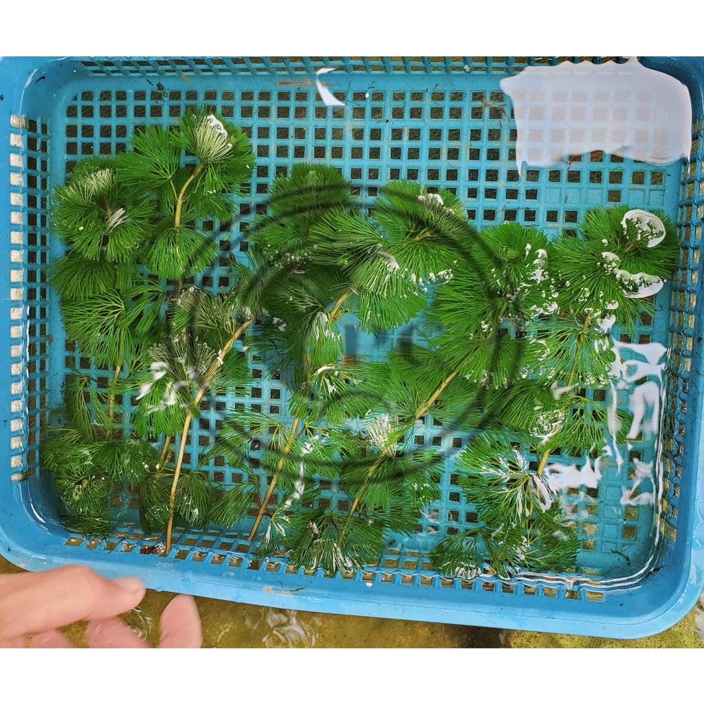 Rong la hán trang trí và lọc nước hồ thủy sinh cá cảnh
