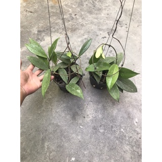 giò hoa lan cẩm cù đỏ 50k / 1 chậu