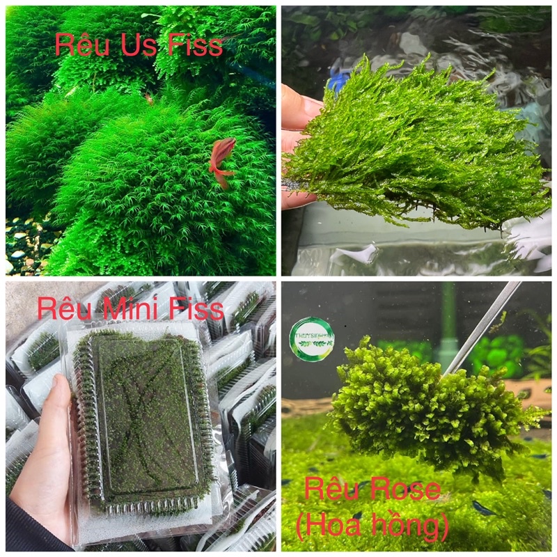 Rêu thuỷ sinh mini taiwan | Pelia | weeping Sin | us fiss | flame | mini spinky | cây thuỷ sinh dễ trồng không cần co2