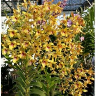 Hoa lan bò vàng cây giống