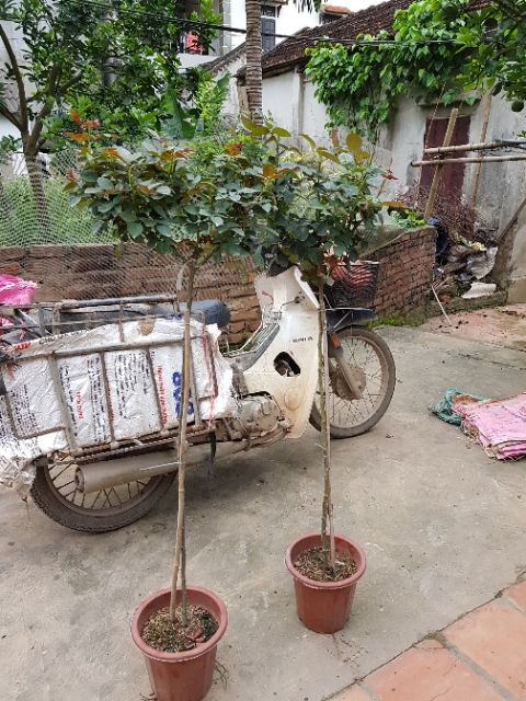 Combo 2 cây hoa hồng tree thân gỗ