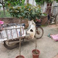 Combo 2 cây hoa hồng tree thân gỗ