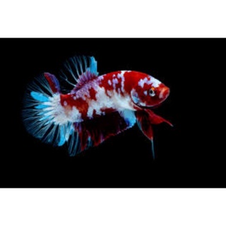 1 Cặp betta koi red galaxy ( 1 trống 1 Mái )