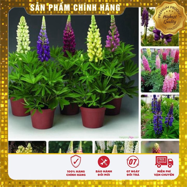 Hạt Giống Hoa Đậu Lupin mix nhiều màu LUCKY SEEDS