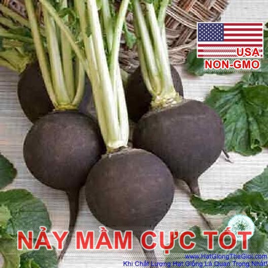 20h Hạt Giống Củ Cải Đen Black Spanish Cay Cay (A1.305| C30*W64*M177)