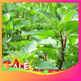 Hạt Giống Húng Quế - 100 Hạt VIETGAR