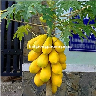 10H - HẠT GIỐNG ĐU ĐỦ VỎ VÀNG