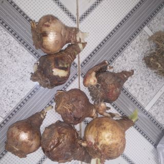Củ hoa lan huệ màu cam