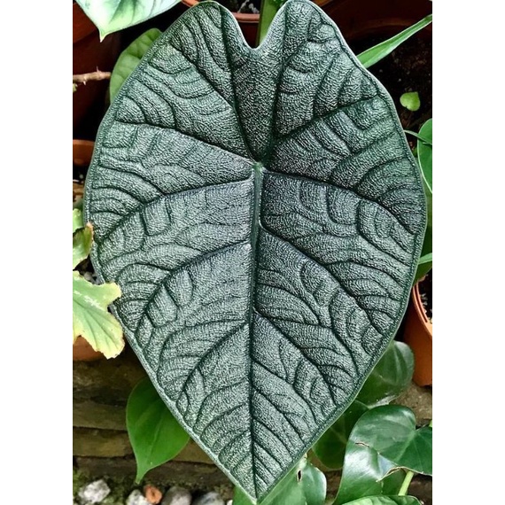 Chậu cứng Alocasia Melo