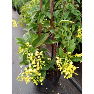 cây kim đồng leo