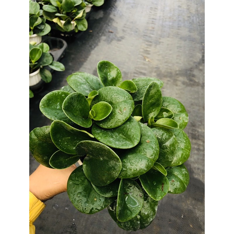 Chậu treo Trường sinh xanh