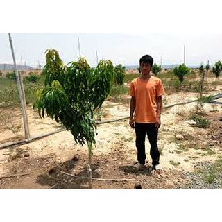 Cây Giống Xoài Úc