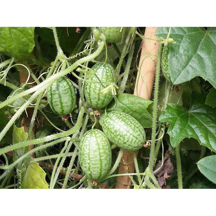 HẠT GIỐNG DƯA HẤU TÍ HON