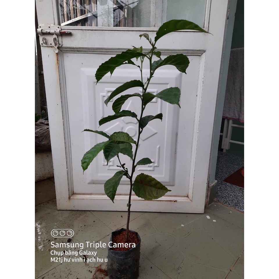 Cây chay giống cao 70cm, lựa chọn cây