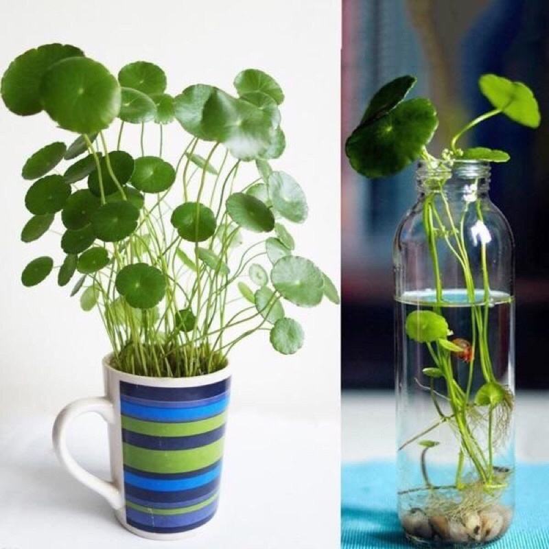 Rau má nhật/Rau má lá sen