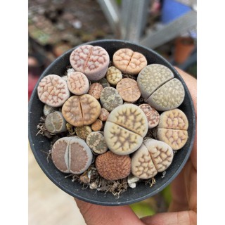 lithops chậu nhựa