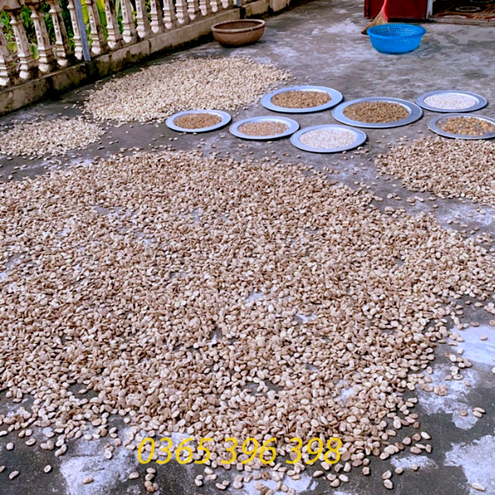Hạt sành hạt sang trắng giải quyết viêm loét dạ dày uống theo lộ trình 1 gói