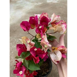 Cây Giống Hoa Giấy Đổi Màu