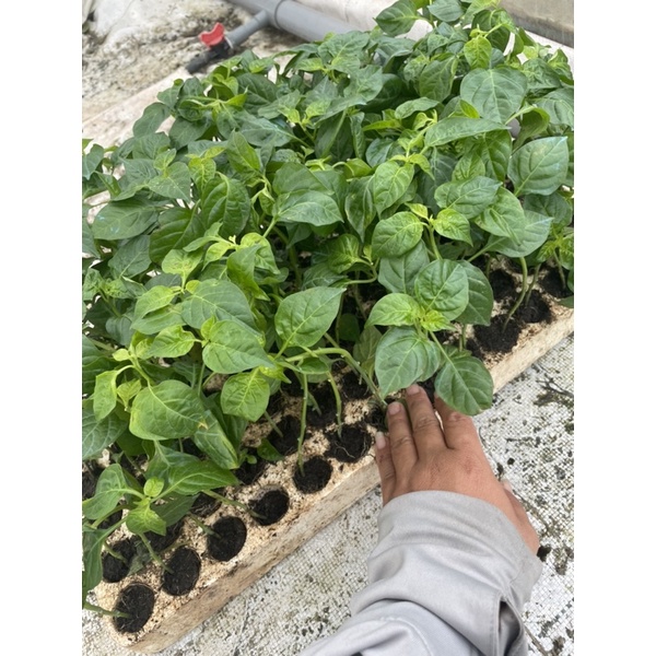 Ớt peru giống siêu cay  chỉ gửi miền Bắc