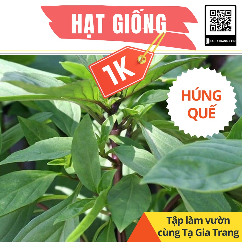 Deal 1K - 50 Hạt giống rau húng quế (húng chó) - Tập làm vườn cùng Tạ Gia Trang