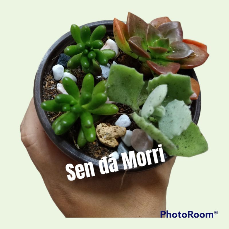 Chậu COMBO 3 CÂY SEN ĐÁ (NHẬT NGUYỆT + LÁ THƠM + TRÁI TIM)