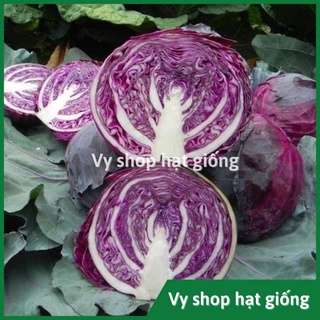 Hạt giống bắp cải tím gói 170 hạt