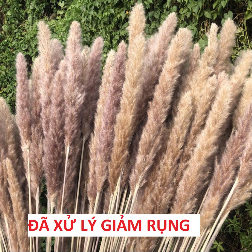 Cành Lau Natural  Cành lau decor trang trí phong cách vintage  Pampas grass