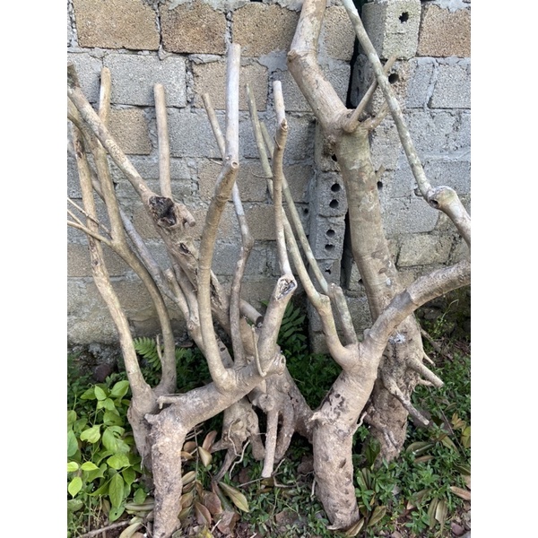 gốc cây trang trí Decor