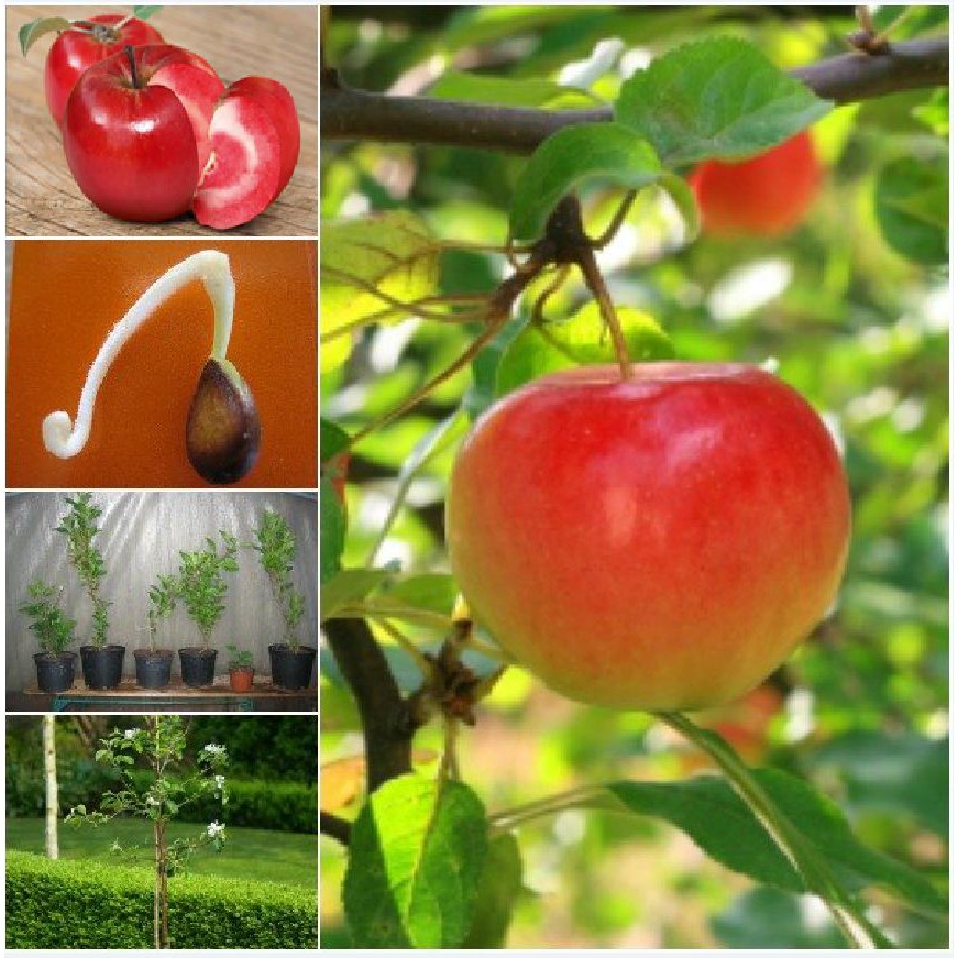 Hạt giống táo đỏ lùn của Mỹ 10 hạt-tặng kèm 3 viên ươm hạt