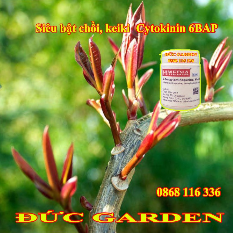Thuốc kích chồi Cytokinin 6-BAP lọ 25gam nhập khẩu Ấn Độ - Chuyên dùng hoa hồng, hoa lan, mai vàng, mai phôi rừng