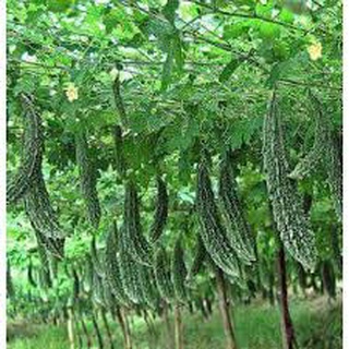 Hạt giống khổ qua xanh F1 HN gói 1gr