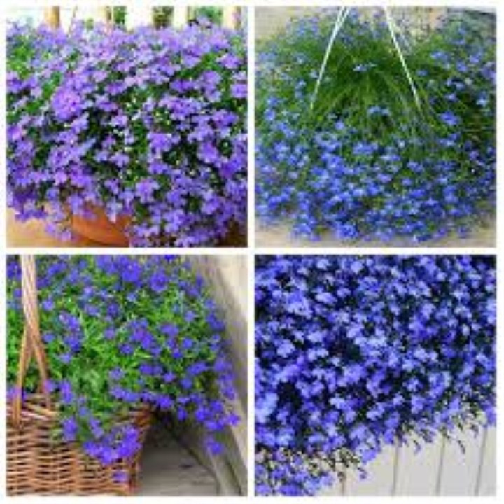Hjat giống cúc lobelia 50 hạt