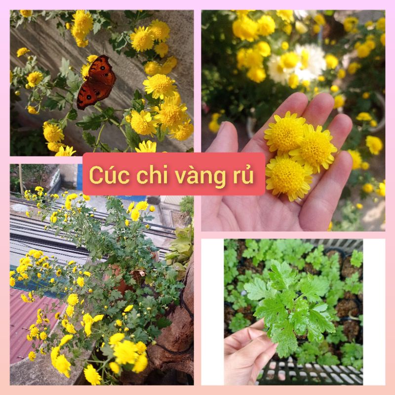 Cúc chi vàng rủ làm trà