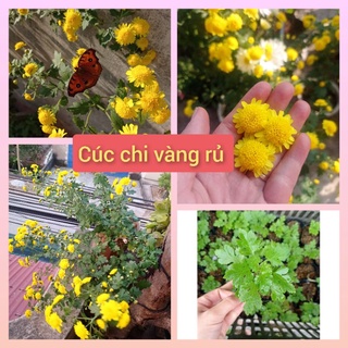 Cúc chi vàng rủ làm trà mua 10 tặng 1(bầu cây giống ổn định)