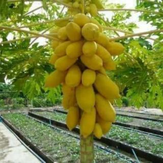 Hạt đu đủ vàng .giongcaynhap