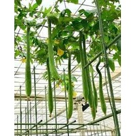 Gói 1gr hạt giống mướp hương siêu dài 1.2m