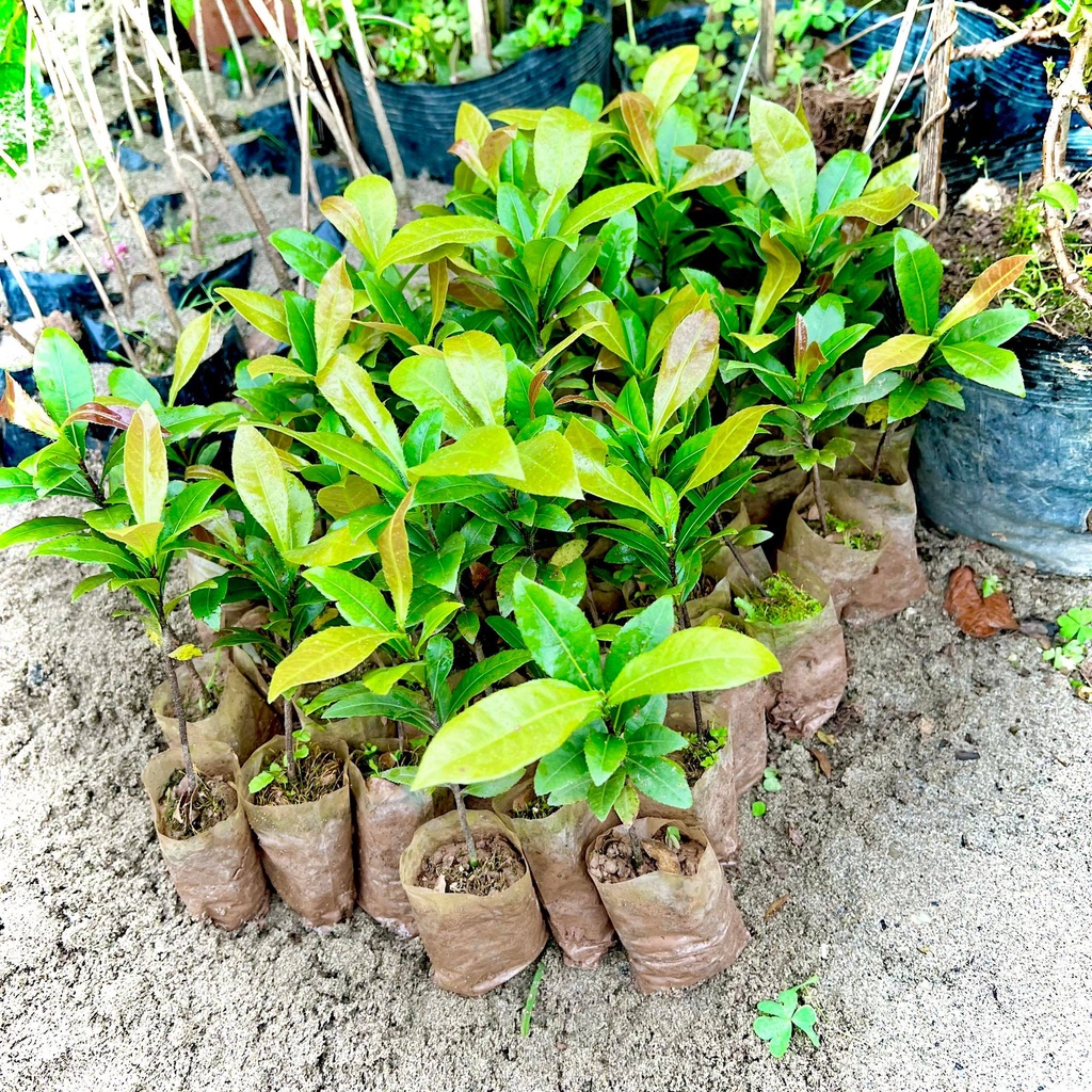 Cây mai tứ quý giống ( Ảnh thật).