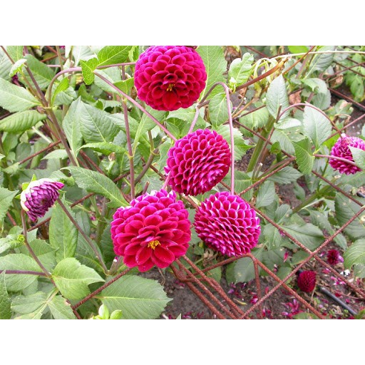 Hạt Giống Hoa Thược Dược Tổ Ong Mix Đủ Màu