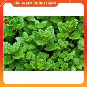 HẠT GIỐNG HÚNG BẠC HÀ GÓI 0,1G